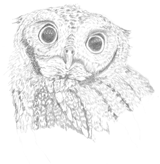 Owl, copyright Evalyn Holy