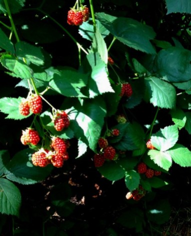 Sharon Malec's garden, ripening blackberries