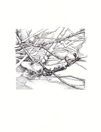 magnolia-pen-ink-copyright-nancythyfault
