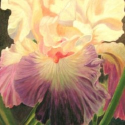 Colorful Iris, copyright Linn Eldred.