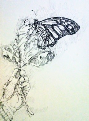 Releasing a Brand New Monarch, copyright Carol Cooley