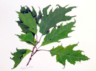 Quercus rubra, copyright Jean Black